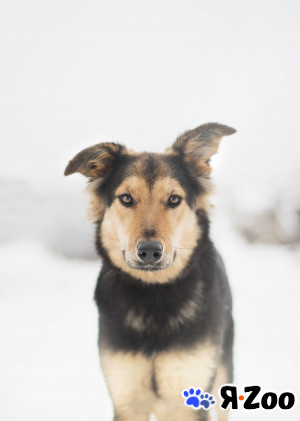 Добрая и чуткая девочка Касия ищет дом. Еще совсем юная в Москве даром