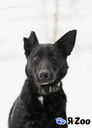 Очаровательная игруля в поисках дома! Приют Бирюлево в Москве даром
