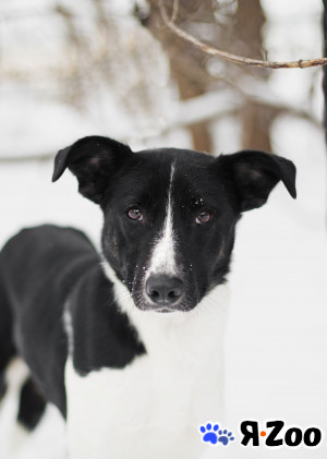 Молодая и трогательная девочка ждет своих хозяев в Москве даром