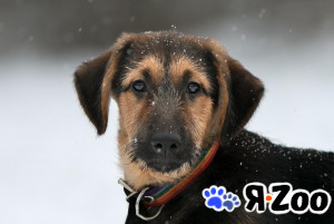 Великолепная малышка Бора ищет дом и самых лучших родителей в Москве даром