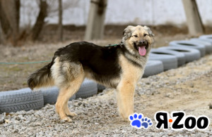 Ищет хозяина Ева в Москве даром