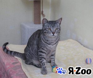 Герда ищет дом в Протвино даром