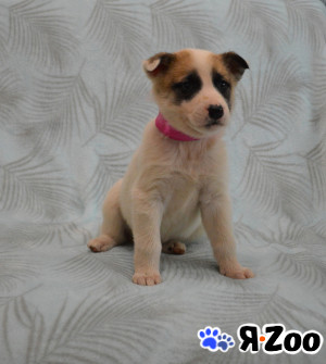 Щенок (девочка, 1.5 месяца) в дар в Москве даром