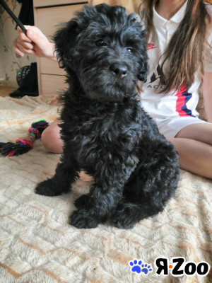 Щенок (девочка, 2 месяца) в дар в Москве даром