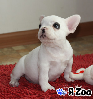 Щенки французского бульдога в Москве 45 000 руб.