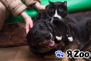 Ласковая нежная преданная Найда очень ждёт хозяина в Москве даром