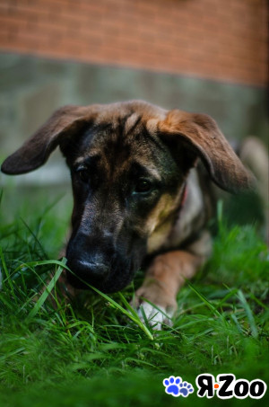 Щенок (Девочка) в добрые руки в Видном