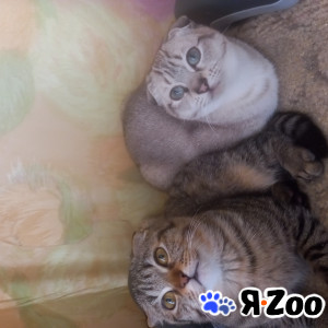 Вислоухий котенок, мальчик и прямоушка девочка 5 000 руб.