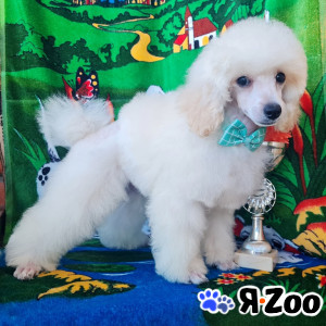 Пудель миниатюрный белые мальчики в Москве 60 000 руб.