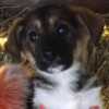 Маленький красивый щеночек в поисках дома в Наро-Фоминске