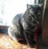 Пропал кот, черный, Алтуфьево, Бибирево в Москве