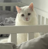 Котик Пушок в поиске дома и своей семьи - фото 1