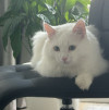 Котик Пушок в поиске дома и своей семьи - фото 2