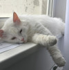 Котик Пушок в поиске дома и своей семьи - фото 4
