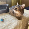 Котик Луня в поиске дома - фото 3