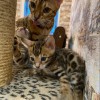 Чистокровные бенгальские котята в Всеволожске 15 000 руб.