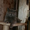Вязка с плюшевым котом в Москве 3 000 руб.