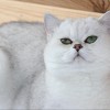 Британский кот для вязки в Москве 5 000 руб.