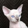 Котик сфинкс с голубыми глазами в Москве 17 000 руб.