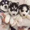 Продаются щенки Сибирский Хаски в Екатеринбурге 20 000 руб.
