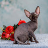 Питомник "Скорпион" предлагает котят - фото 1