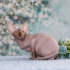 Питомник "Скорпион" предлагает котят - фото 8
