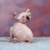 Сюрприз - котёнок Эльф, бамбино, Двэльф, канадский сфинкс - фото 7
