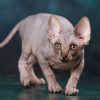 Эльф, бамбино или сфинкс из питомника "Скорпион" - фото 7