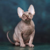 Пары Эльф, бамбино, Двэльф, канадский сфинкс для разведения - фото 7