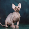 Королевская особа-Эльф, бамбино, сфинкс кошка - фото 7