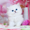 Британские длинношерстные голубоглазые котята - фото 1