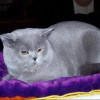 Вязка предлагаю шотландского кота голубого окраса в Москве 2 000 руб.