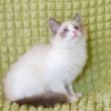 Котёнок Пиксель - голубоглазый красавец в добрые руки - фото 3