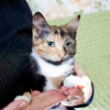 Котенок Мила – трехцветная радость в поисках дома - фото 1