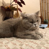 Британская взрослая кошка в Москве 4 000 руб.
