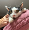 Котик Мишенька ищет дом - фото 3