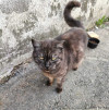 Кошечка срочно ищет дом - фото 2