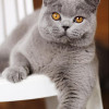 Британский котик Hardin окраса голубого в Москве 25 000 руб.