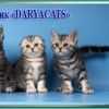 Британские и шотландские котята из питомника Daryacats в Москве договорная