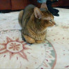 Абиссинский кот для вязки в Москве 3 000 руб.