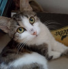 Кошечка Красное-белое в добрые руки - фото 1