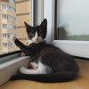 Котенок Тимоша в добрые руки - фото 3