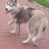 Сколько стоит собака породы хаски в россии щенок в рублях