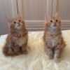 Очаровательные котята породы Мейн-кун в Коломне договорная