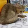 Пропала британская кошка Стелла в Москве пропала