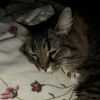 Пропала сибирская кошка Маруся в Москве пропала