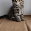 Породистый сибирский котенок Одри (девочка) в Москве 25 000 руб.