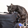 Кошка - кенгурёшка Фенечка ищет добрые руки - фото 2