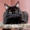 Мия, молодая черная кошечка в добрые руки - фото 2