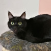 Мия, молодая черная кошечка в добрые руки - фото 5